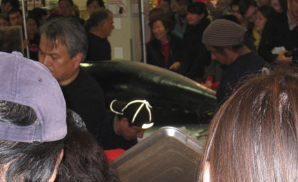 First glimpse of the Bluefin Tuna