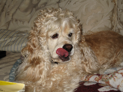 IMG_0137_1105 Faces of Jessie: "I need to lick"