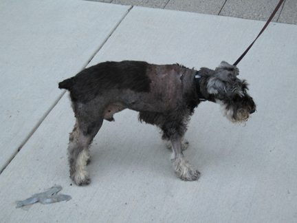 IMG_1230_0907 Haydn after the pitbull