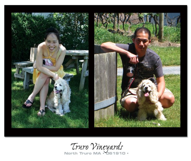 vineyard2 Truro Vineyard