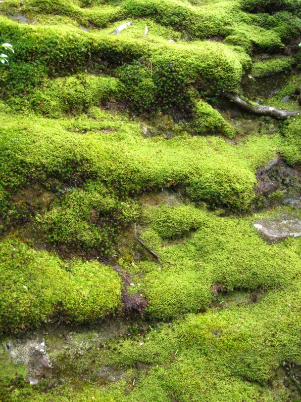 IMG_0087-lo Moss covered grounds