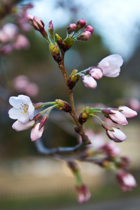 IMG_9357-lo The first bloom