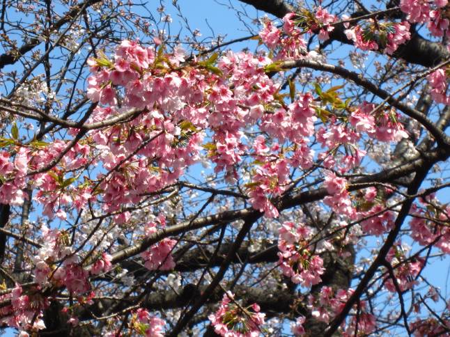 The rare glimpse of pinks