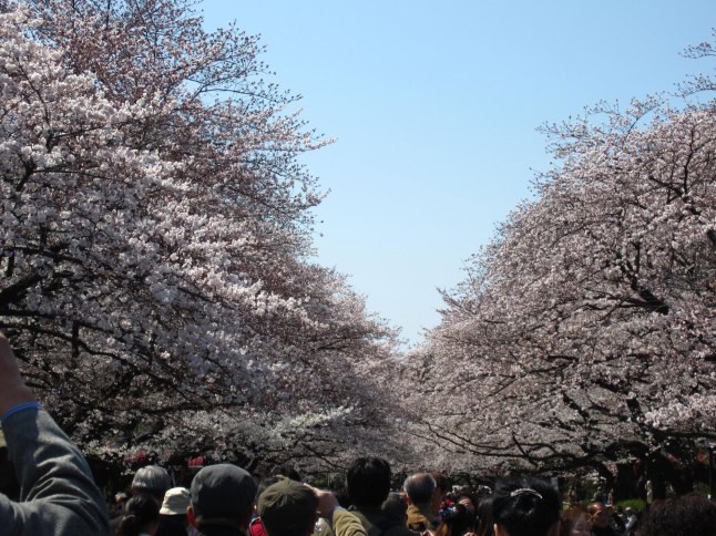 A sea of white sakura